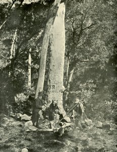 Eurobin瀑布，布法罗山脉，1901年。 作者 不明