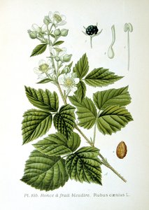 欧洲的莓，1893年 作者 不明