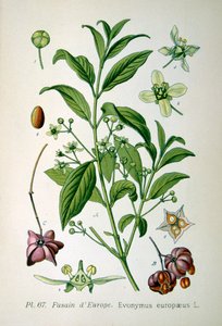 欧洲纺锤树，1893年 作者 不明