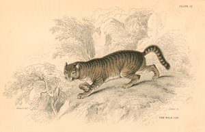 欧洲野猫猫，1828 作者 不明