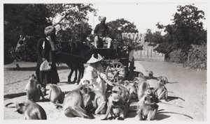 欧洲妇女喂养一群猴子，印度，1910 年 作者 不明