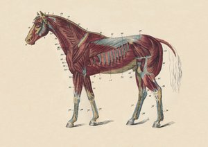 马体的外部肌肉和肌腱，c1879年。 作者 不明
