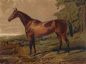 Fair Nell，约1879年。 作者 不明