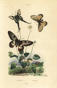 False apollo, Archon apollinus 1, white dragontail, Lamproptera curius 2, and clearwing swallowtail, Cressida cressida 3, grass of parnassus, Parnassia palustris 4 作者 不明