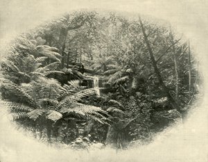 塔斯马尼亚州蕨树沟（Fern Tree Gully），1901年。 作者 不明