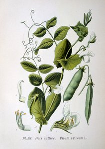 豌豆和花园豌豆，1893年 作者 不明