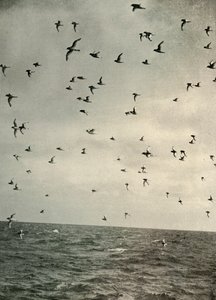 南极海燕飞行，1909年，1909年。 作者 不明