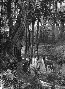 美国佛罗里达大沼泽地，c1885 作者 不明
