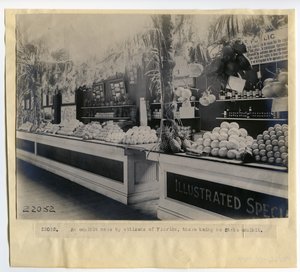 1904年世界博览会园艺宫内的佛罗里达州园艺展品 作者 不明