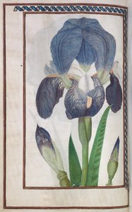 Florilegium，1608年。 作者 不明