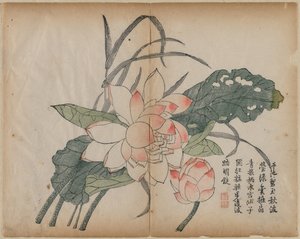 开花的莲花和芽，十八世纪。 作者 不明