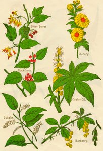花：苦甜，沙棘，方糖，菊苣，蓖麻油，伏牛花，c1940。