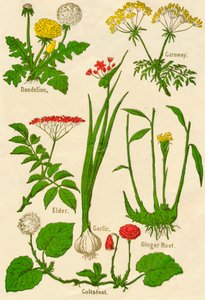 花：蒲公英，香芹籽，老年，大蒜，款冬，生姜，c1940