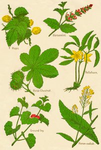 花：蛇麻草，薄荷，七叶树，黑黎芦，常春藤，辣根，c1940