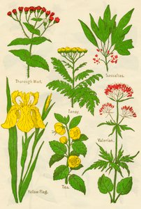 花：彻底的麦芽，艾菊，assa，缬草，黄旗，茶，缬草，c1940