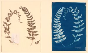 来自哈顿蕨类植物相册，约1850年。 作者 不明