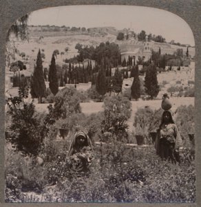 客西马尼园和希腊花园的橄榄山，c1900 作者 不明