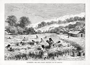 1877年在玻利维亚收集古柯植物古柯古柯 作者 不明
