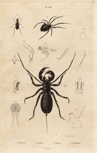 Giant whip scorpion, Mastigoproctus giganteus, beetle, Theratus species, and cobweb spider, Theridion species 作者 不明