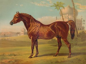 戈迪（Goldie），高级阿拉伯人，c1879。 作者 不明