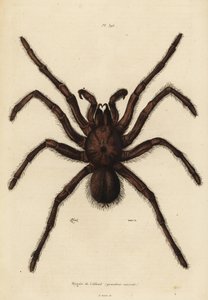 歌利亚食鸟蜘蛛，Theraphosa blondi 作者 不明
