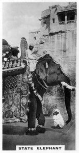 身着公服的政府象，印度南部，c1925 作者 不明
