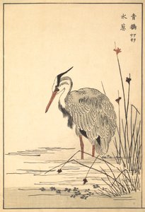 灰鹭Aosagi和Mizu-aoi植物，1857。 作者 不明