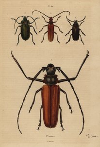 大长角甲虫，Enoplocerus 手链 1、2 Aegosoma scabricorne，Pyrodes 吸引 3 和 4 Prionus desmaretii 作者 不明