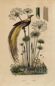 Greater bird-of-paradise, Paradisaea apoda, and papyrus grass, Cyperus papyrus 作者 不明