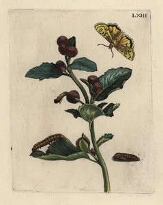 大牛蒡，牛蒡属植物，有蛾、毛虫和蛹 LXIII 作者 不明