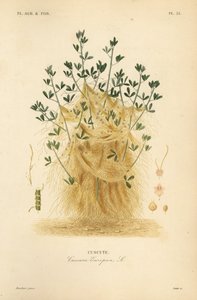 大菟丝子或欧洲菟丝子，Cuscuta europaea，cuscute 作者 不明