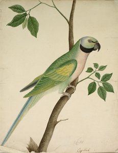 绿鹦鹉c。 1820年。 作者 不明
