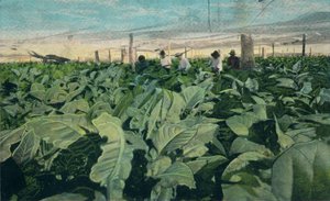 1909年，古巴种植烟草 作者 不明