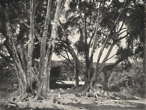 Gummibaume榕树，1926年 作者 不明