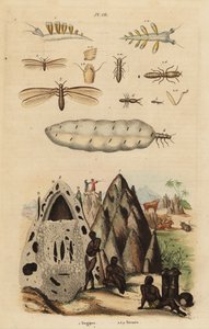 收获白蚁和土丘、Microhodotermes 物种和海蛞蝓、Tergipes tergipes 作者 不明