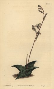 Haworthia venosa (Recurved aloe, Aloe recurva) 作者 不明