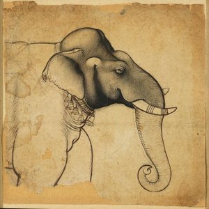 大象的头，1700-1710年 作者 不明