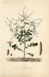 Hedge mustard, Sisymbrium officinale, Erysimum officinale, Velar 作者 不明
