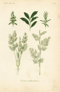 Herbs, plantes condimentaires 作者 不明