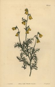 Hermannia confusa（细叶hermannia，Hermannia tenuifolia） 作者 不明