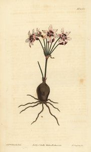 Hessea cinnamomea（闪闪发光的花strumaria，Strumariacrispa） 作者 不明