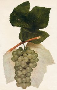 伊达尔戈（1908年）。 作者 不明