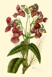 喜马拉雅香脂：Impatiens Glandulifera"，1840，1944。 作者 Unbekannt