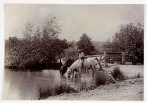 马匹在池塘边饮水，1890年左右 作者 不明