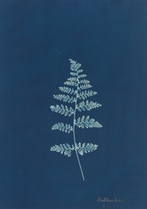 Hothocleana，约1850年代。 作者 不明