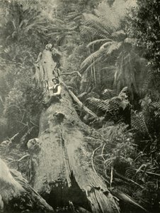 《强大的力量如何堕落》，1901年。 作者 不明