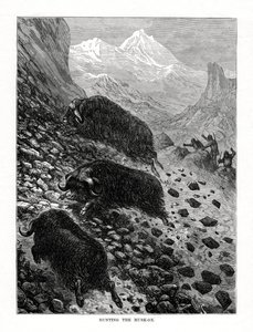 狩猎麝牛，1877年 作者 不明