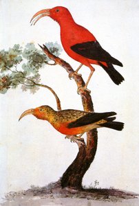 插图/Iiwi/Iwi/Scarlet Honeycreeper/Scarlet Hawaiian Honeycreeper 作者 不明