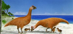插图/Sylviornis neocaledoniae 作者 不明