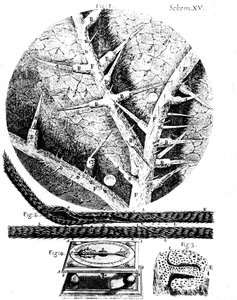 英国显微学家罗伯特·胡克斯的插图，摄于1665年 作者 不明